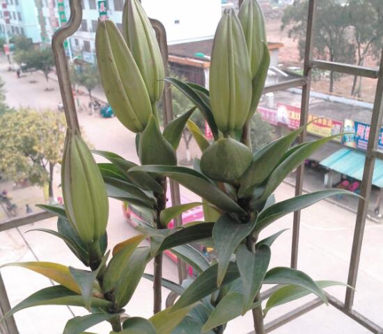 百合花叶子顶部发黄怎么补救,百合花下面叶子发黄怎么办的视频