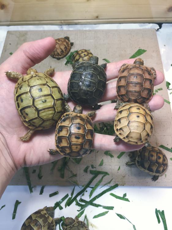 欧洲陆龟排酸吗,欧洲陆龟的图片