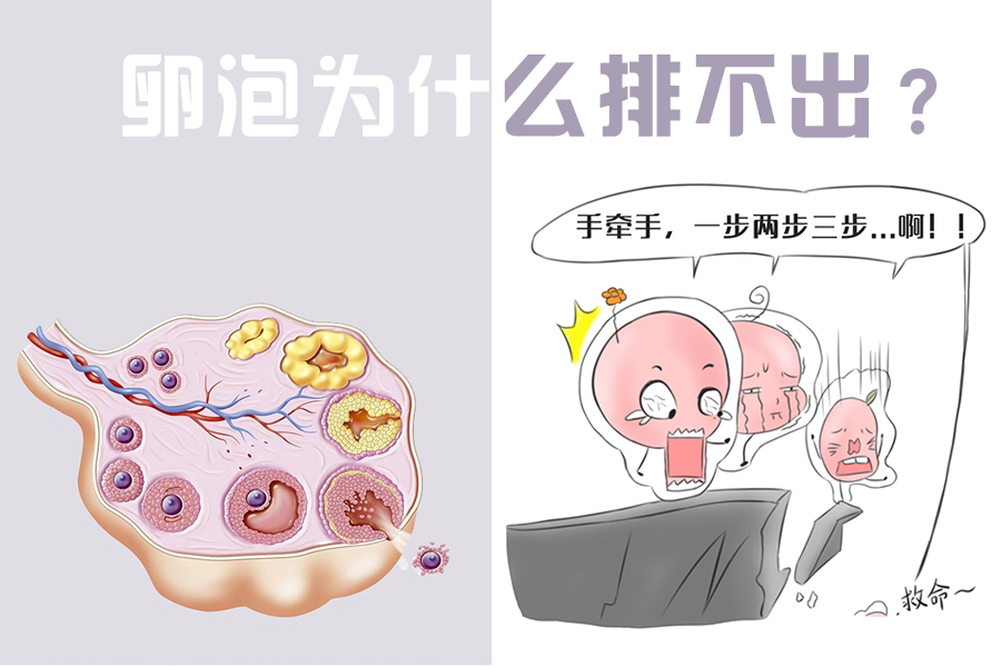 多囊卵泡长不大月经延后能怀孕么,多囊卵巢卵泡长不大中医怎么调理