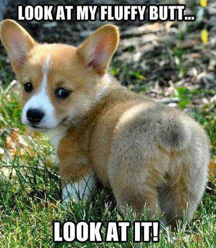 头条小知识:为什么肛门附近会长毛?可以除掉吗?