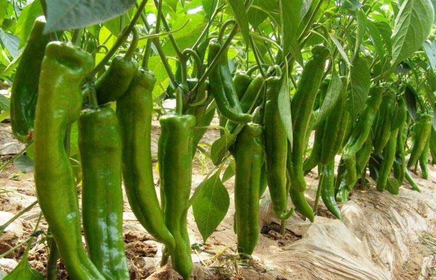 种植辣椒怎么施有机肥好,农村辣椒怎么种植才能高产