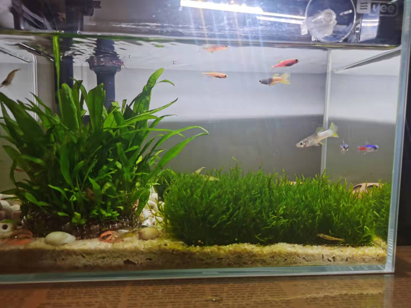 龟缸沼泽过滤养鱼制作方法,圆缸养鱼如何过滤