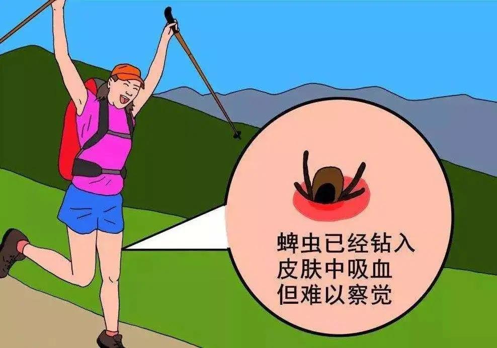 野外游玩谨防蜱叮咬,出门游玩怎么预防蜱虫叮咬