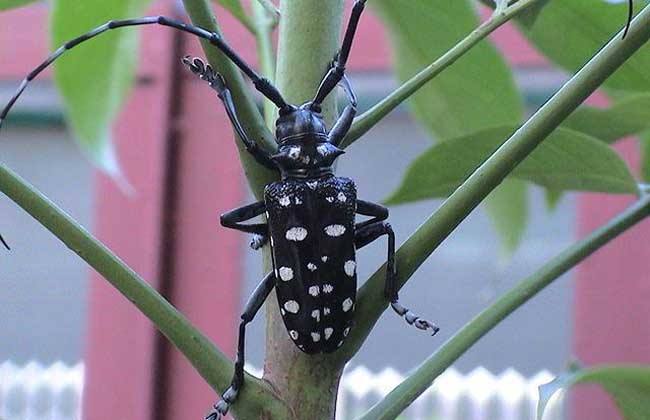 药用植物害虫光肩星天牛,光肩星天牛