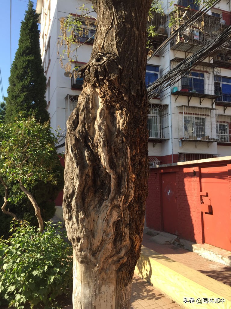 国槐树干长疙瘩怎么回事,国槐树长瘤子怎么办