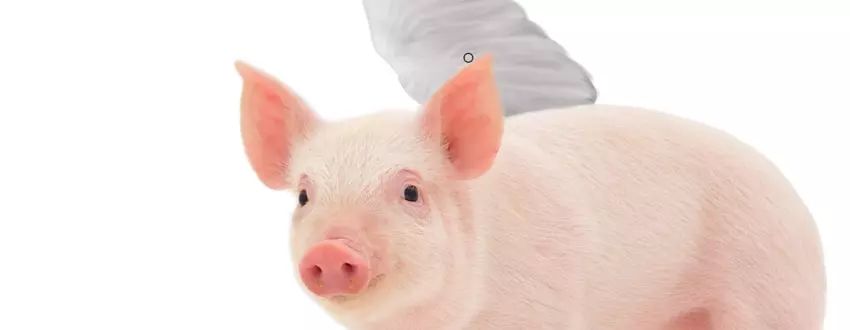 ps花仙子合成教程,ps合成狗狗教程