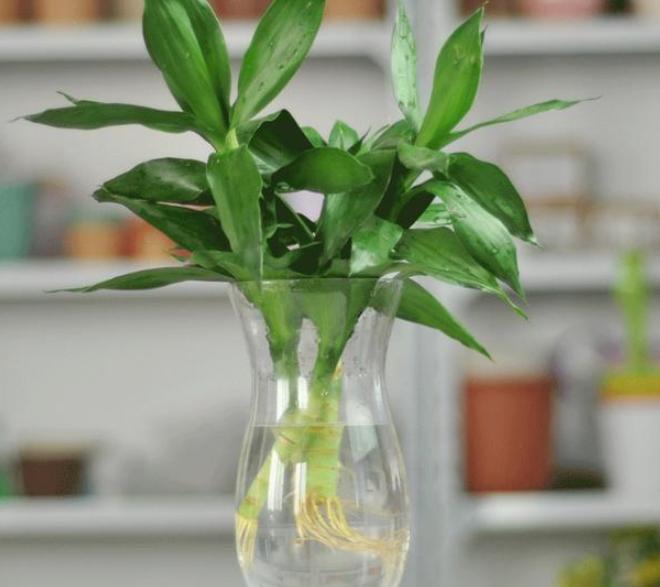 室内水培富贵竹发臭了怎么办？跟着3步走，还能恢复生机