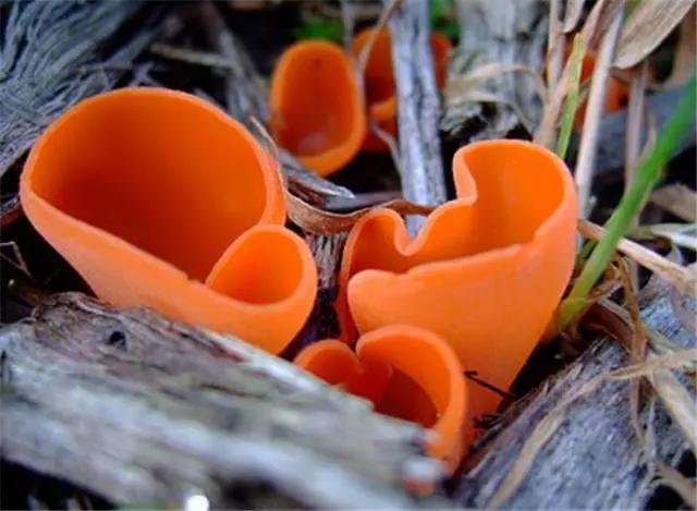 山上的菌类有哪些,好珍贵的野生菌类