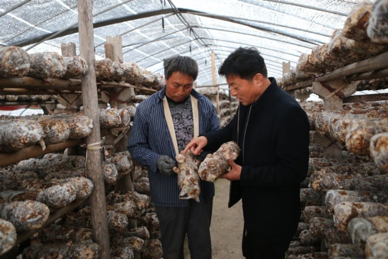 小蘑菇成为富民大产业,小平菇打造致富新名片