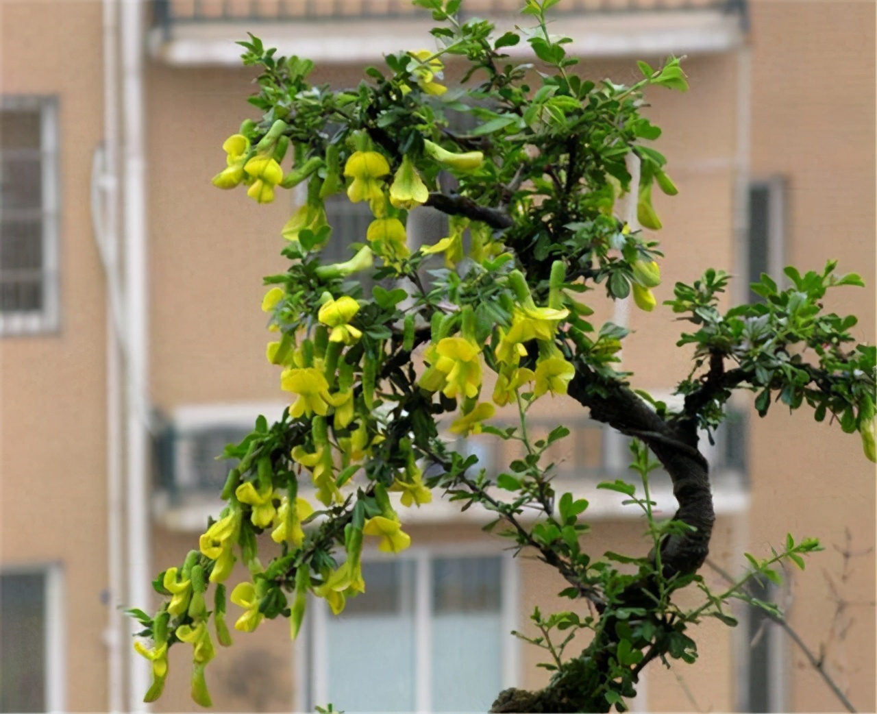 黄金雀怎么养才能开花爆盆,黄金雀树形月季