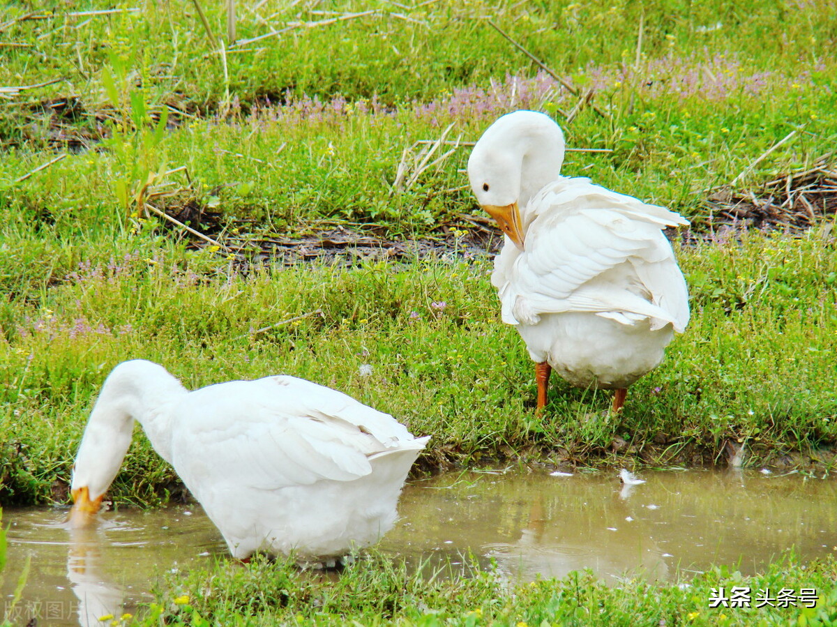 低学历农民创业项目有哪些,草根职业致富项目