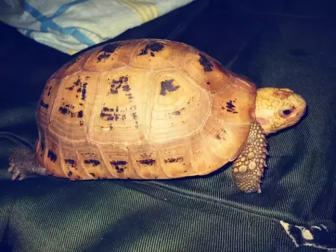 龟类大百科,大眼睛龟类