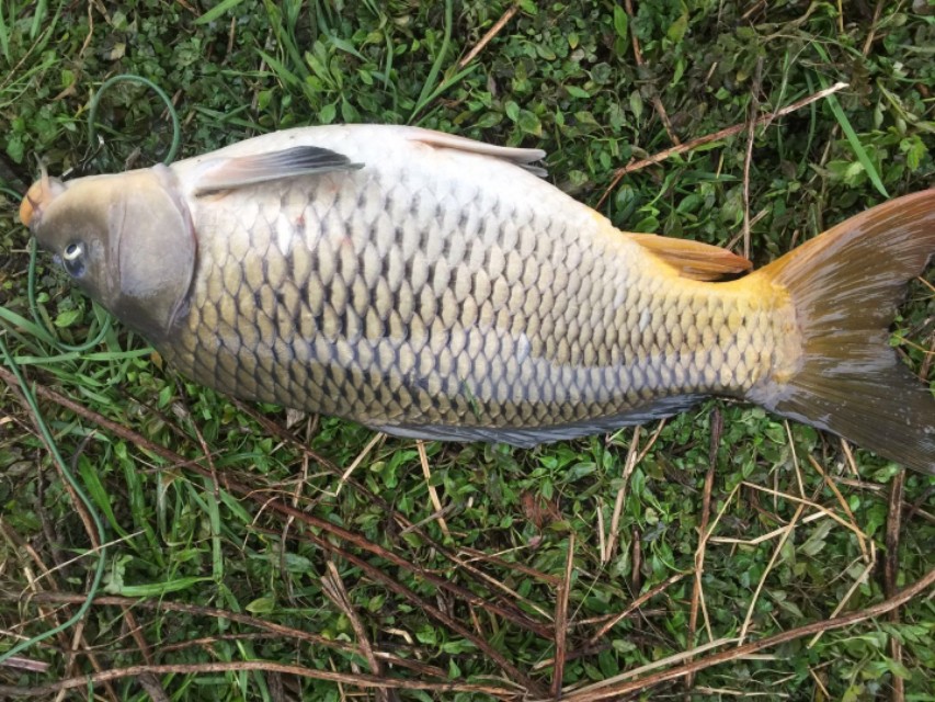 想钓鲤鱼该怎么操作,想钓大鲫鱼怎么钓