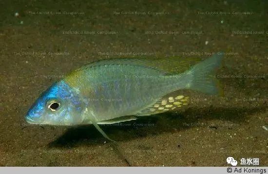 三湖慈鲷马鲷孔雀鱼多久发色,三湖慈鲷鱼之马鲷鱼