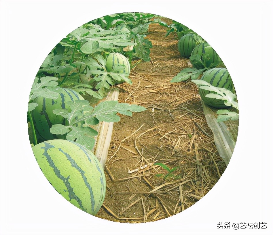 湖北标志性农产品,全国农产品地理标志目录四川