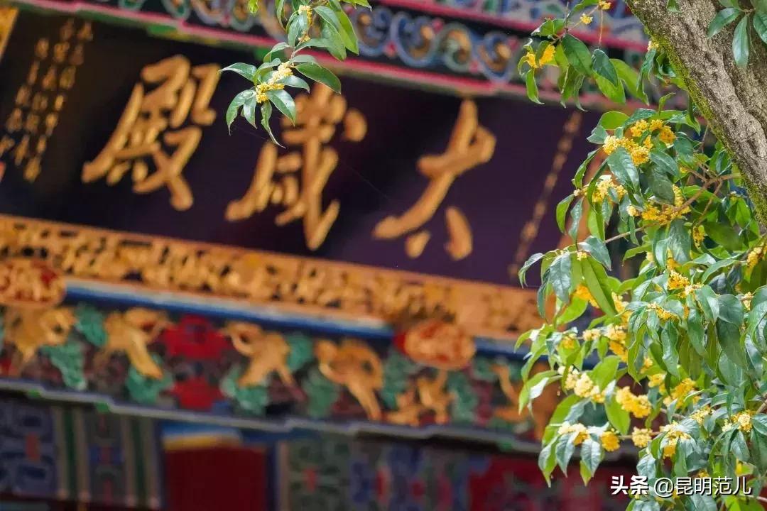 桂花落雨满园香|来黑龙潭公园感受初秋的气息