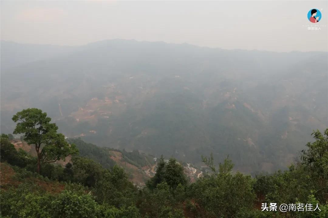 冰岛五寨糯五价格,冰岛五寨谁最有性价比