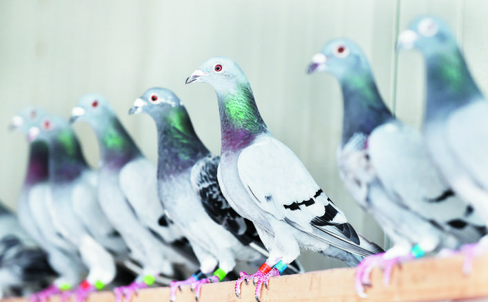 忻州高手：“鸽痴”周俏龙