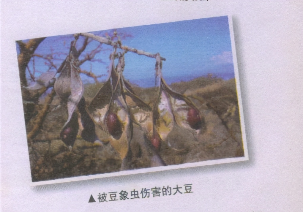 昆虫样子特点,昆虫视觉是什么样的