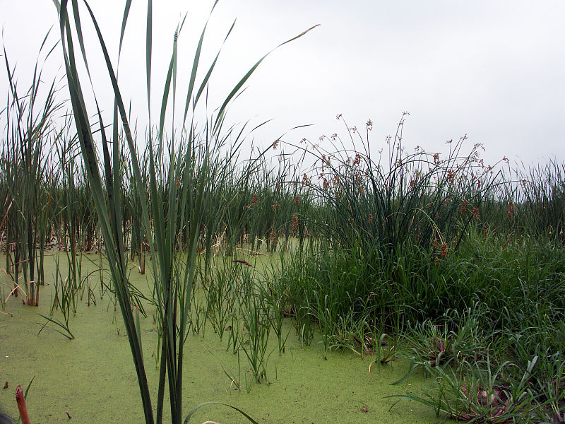水蜡烛草如何除掉,水蜡烛用什么除草剂能除掉