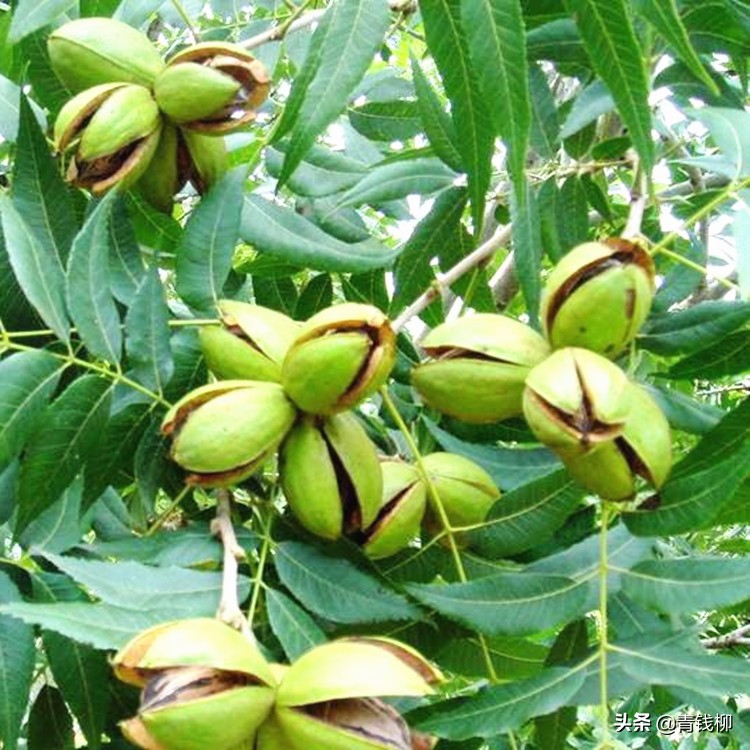 云南山核桃管理技术,大姚县种植核桃的有利条件