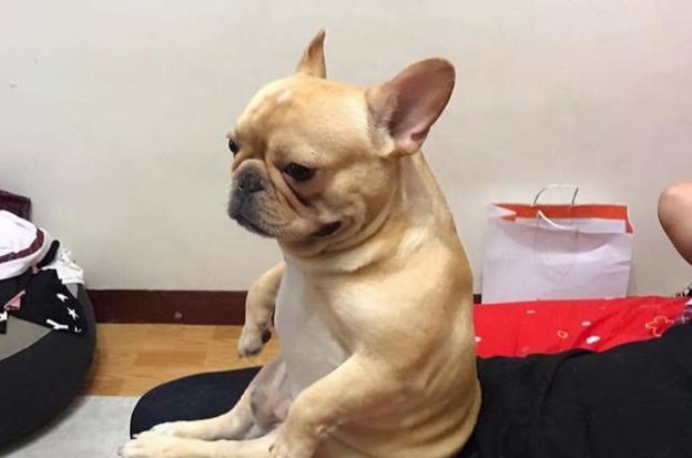 黑白花法斗怎么辨别纯不纯,虎斑法斗怎样区分纯与不纯