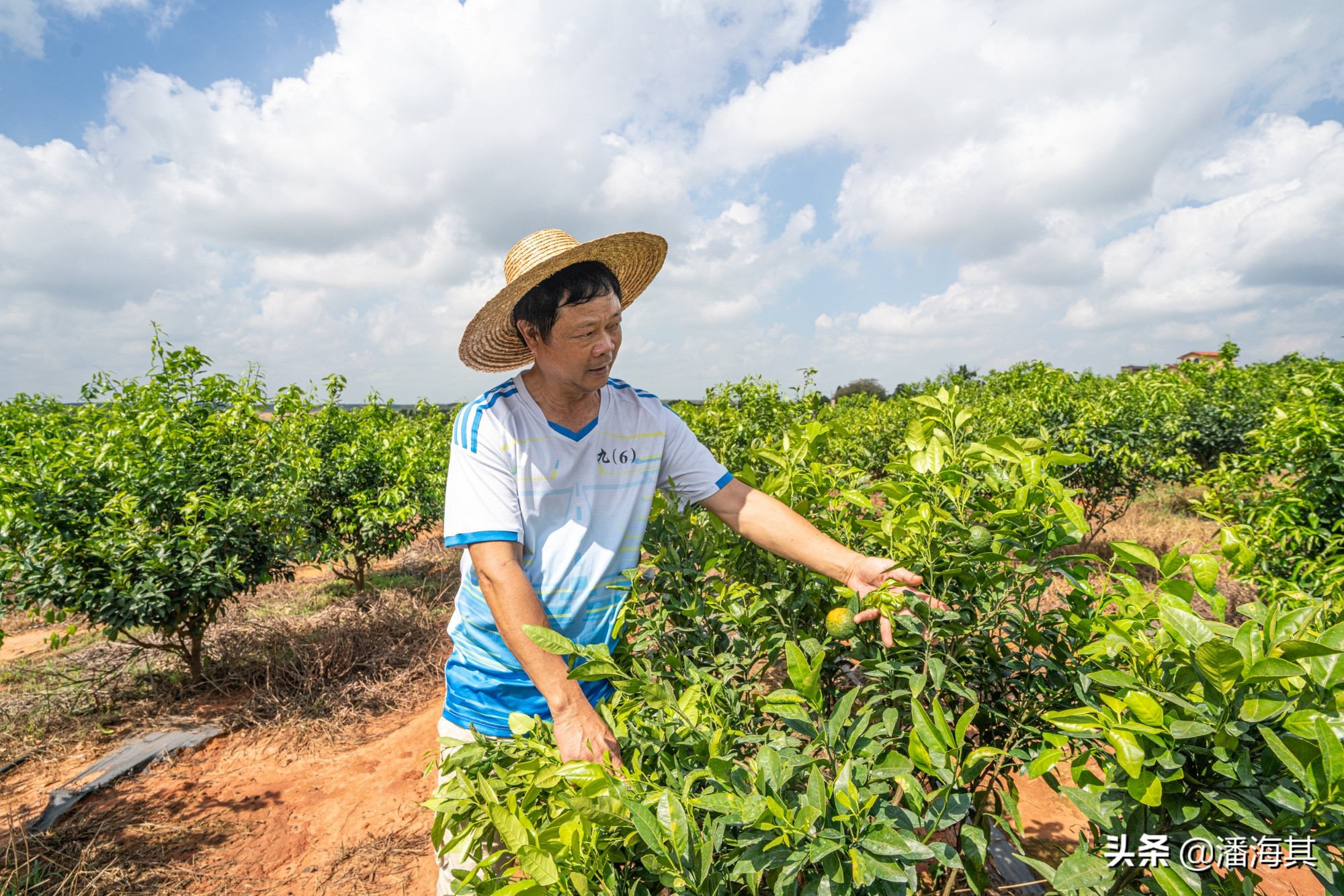 乡村振兴新愚公,雷州客路镇英罗村黄日林
