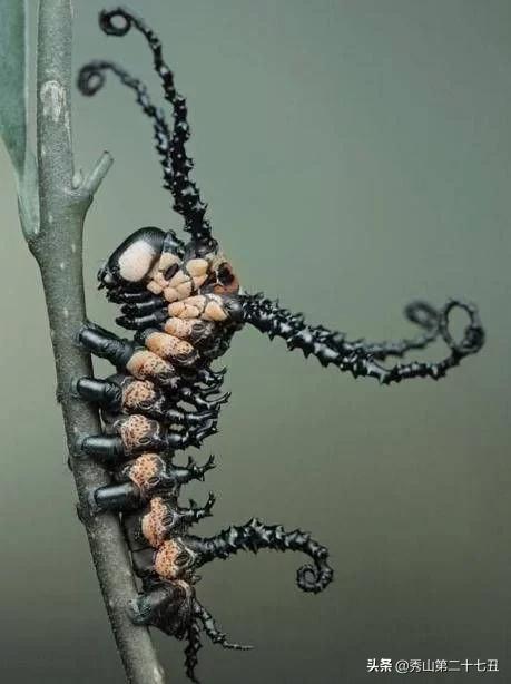 最强节肢动物排行榜,攻击力最强的十种节肢动物