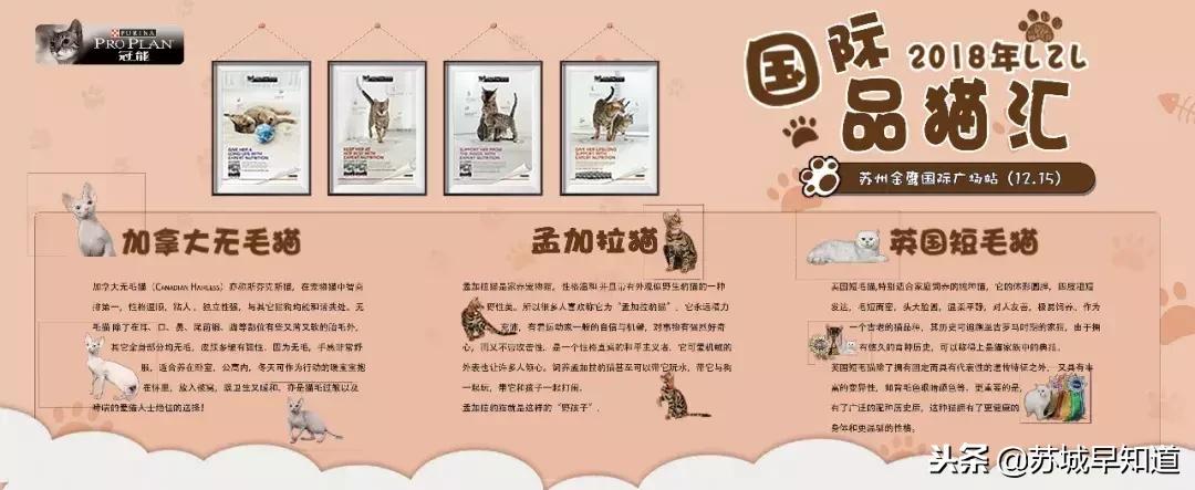 周末喵力四射！国际品猫汇，来吸猫！卢米埃影城18元看龙猫！