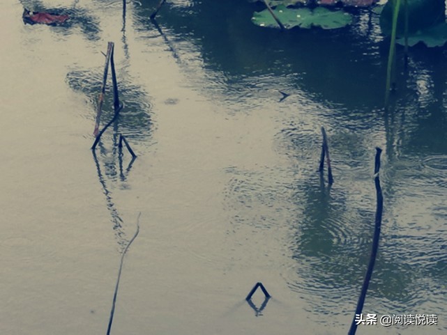 莲真的出淤泥而不染吗,出淤泥而不染的莲图片