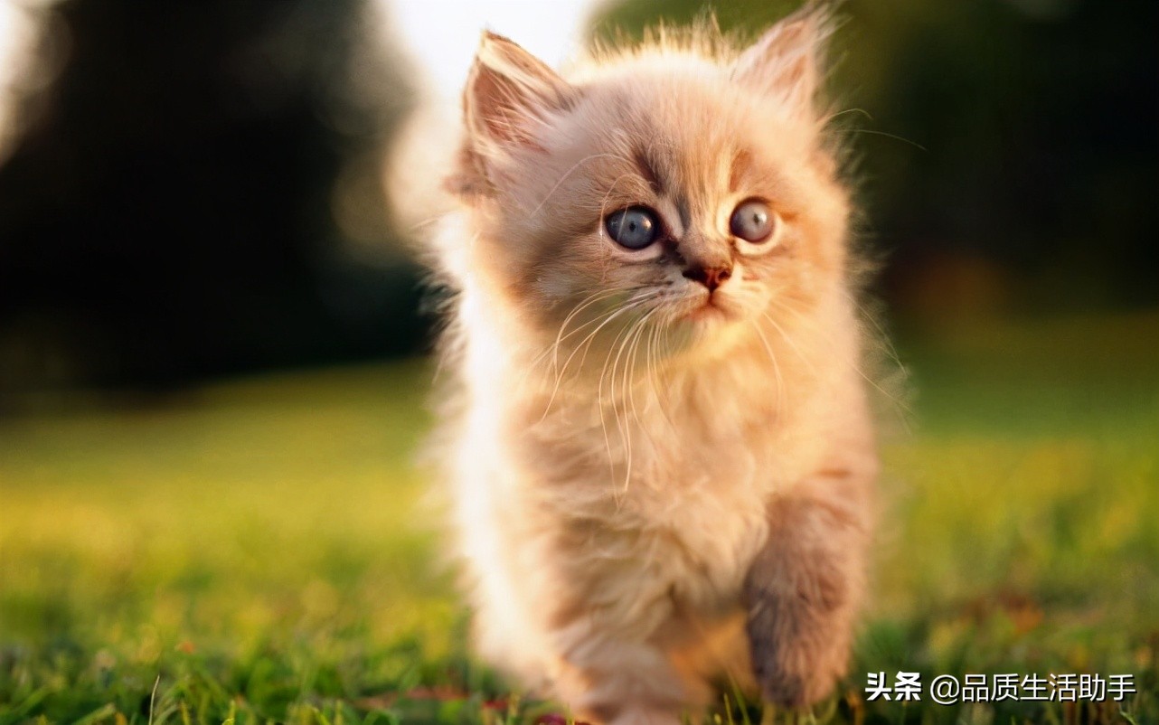 养猫怎么处理猫毛粘衣服,怎么处理猫毛最好的方法
