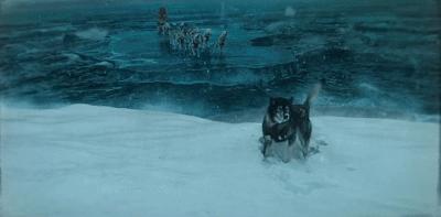 二哈多哥极限逃跑,多哥为什么跟其他哈士奇不一样