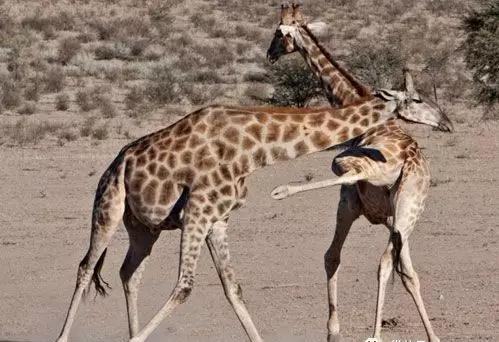 凶猛动物对决视频,凶猛野兽打斗场面