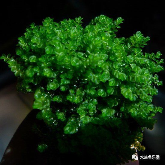 皇冠水草品种大全,亚马逊水草品种