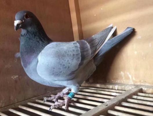 赛鸽嗉囊炎,治疗鸽子嗉囊炎的中药治疗图