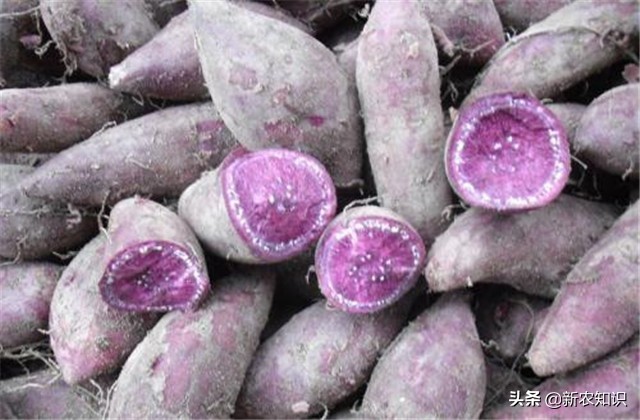 紫薯种植技术三大忌,紫薯夏季可以种植吗