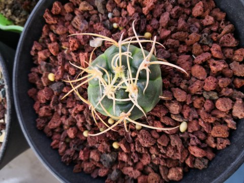 101仙人球,101个仙人球品种