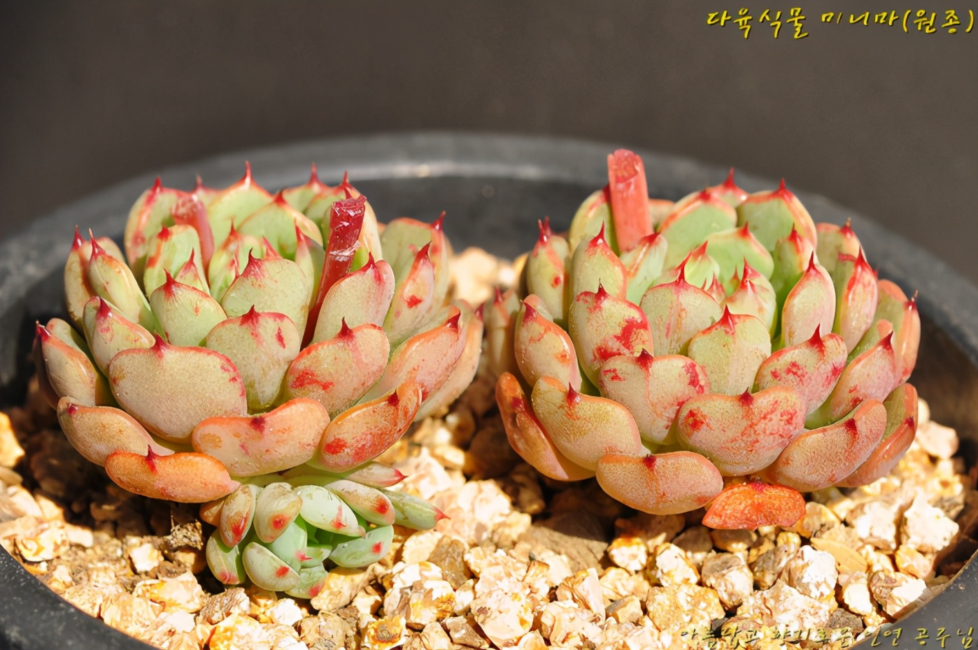 多肉公主艺术造型,韩国画多肉的女孩