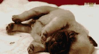 福懋宠物医院南岗分院,福懋宠物医院樟木头