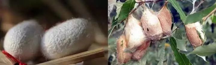 真正的蚕丝被100%桑蚕丝北极绒,推荐一款纯天然蚕丝被