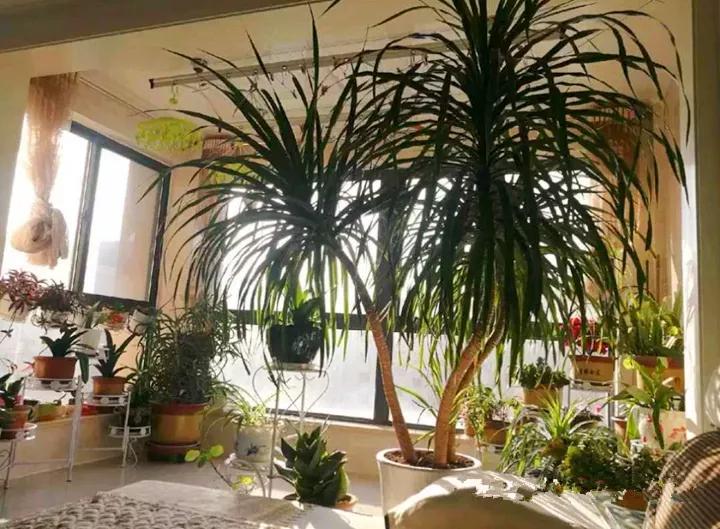 什么花放在家里最好看最实用,放家里风水好又好养的花有哪些