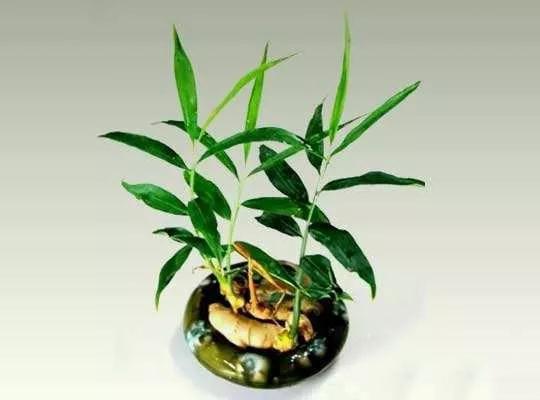 生姜盆景怎么种植,生姜盆景种植方法