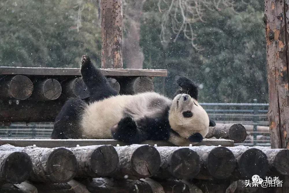 北京迎初雪9只熊猫,北京喜迎初雪去北京动物园看熊猫
