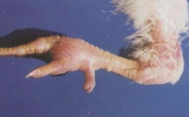 养鸡老是鸡得病怎么治啊,养鸡发现瘫痪是怎么回事