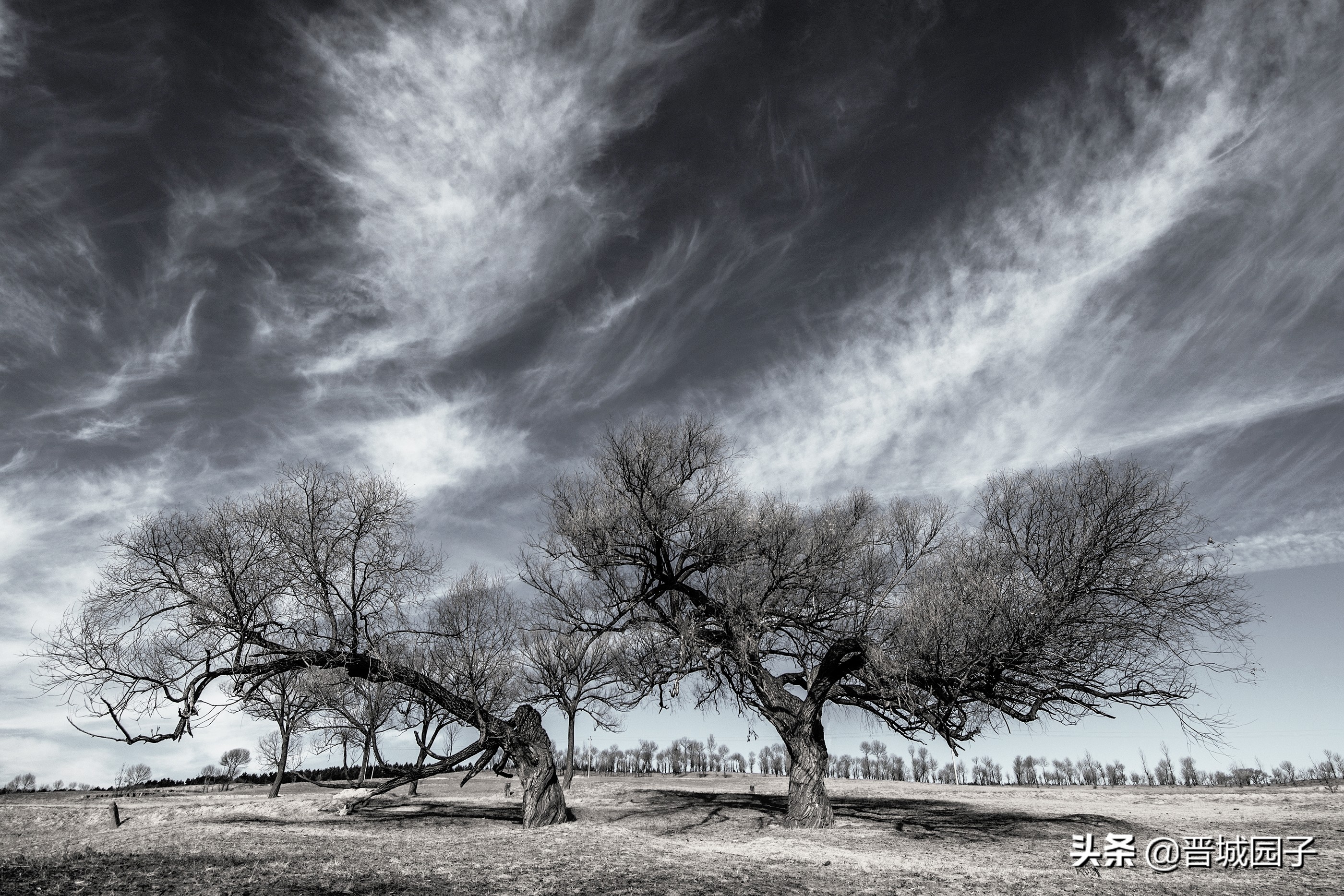 骄萌的毛驴洁白的羊群率真的老汉，看冬日的右玉古城阳光明媚