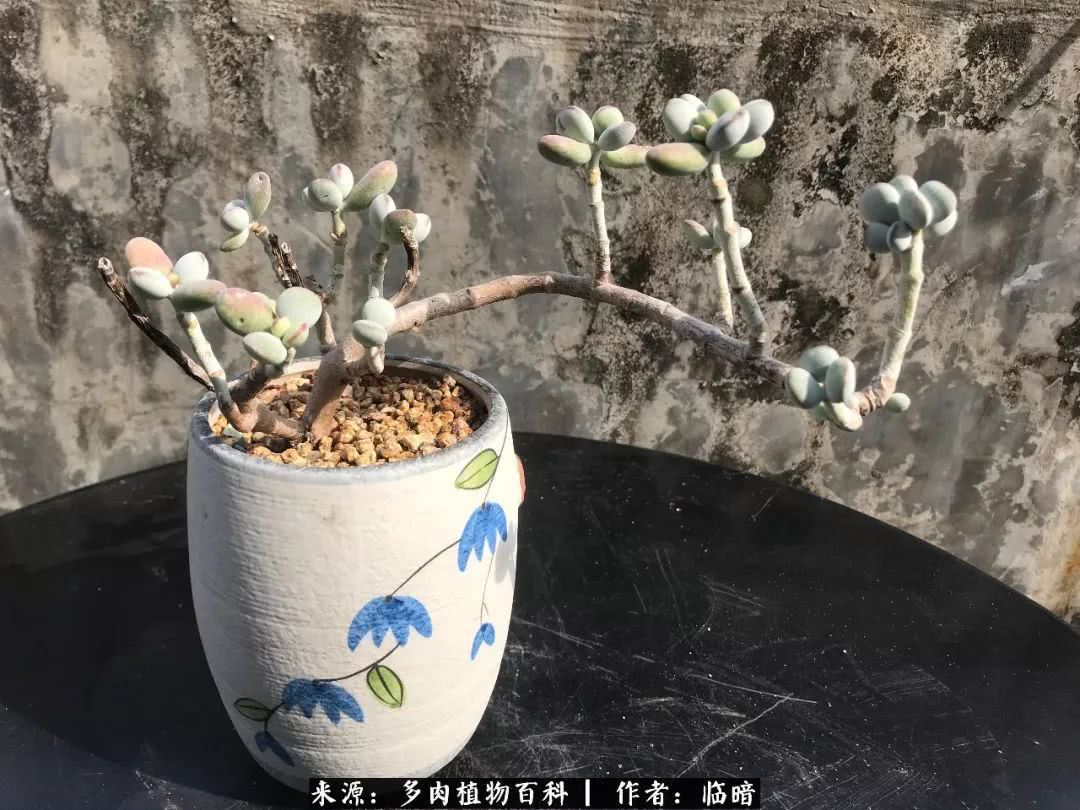 多肉带给我的感情,多肉给人们带什么作用