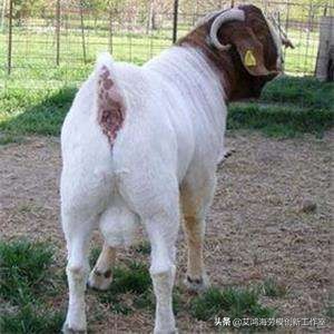 散养必须要消除公羊管理的三个误区!否则会降低种群质量,没效益