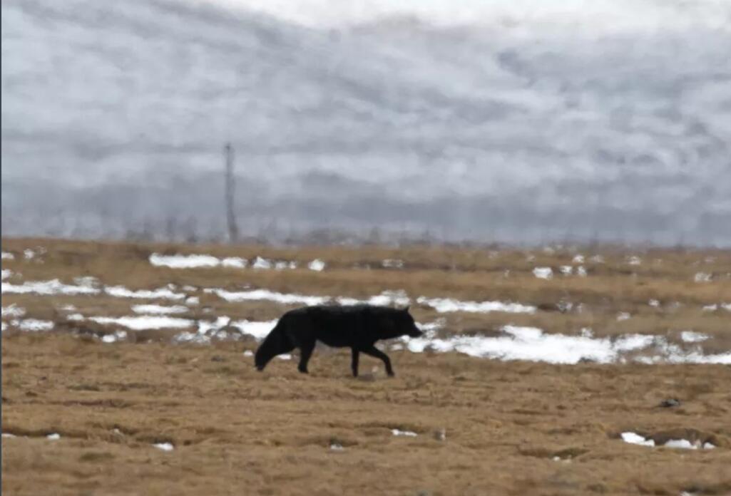 灰太狼为什么没有银太狼的记忆,虾扯蛋动漫视频