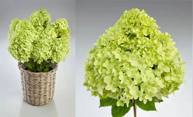十大顶级绣球品种,最好养的绣球品种