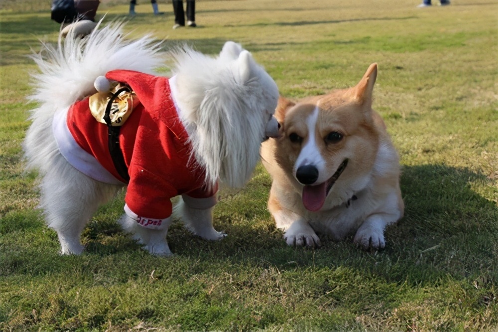 狗狗舔对方是代表什么,狗狗舔同类什么意思